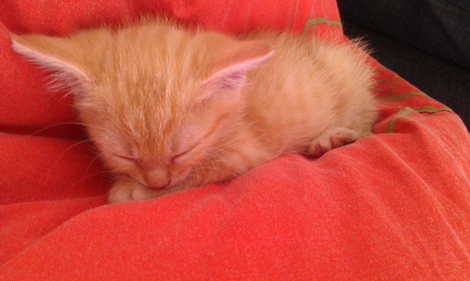 Huskat Sofie - Efter et besøg af to niecer, var Sofie meget træt. Leget blev der jo.. :) billede 3