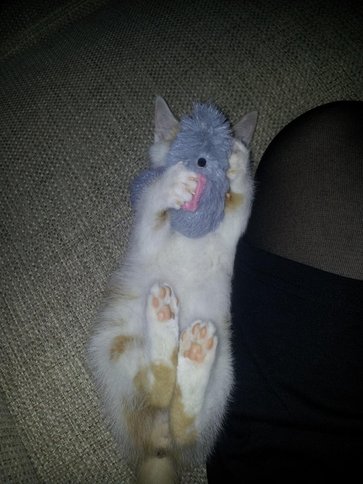 Huskat Fabian billede 7