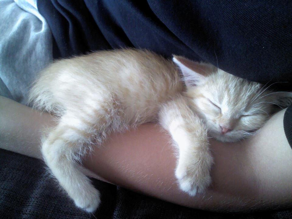 Huskat Sofie - Her ligger hun på min lillebrors arm, det er jo hårdt at være kat.. ;-) billede 4