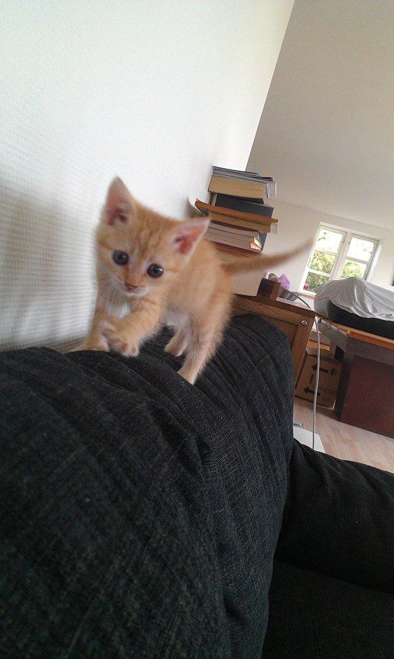 Huskat Sofie - Sofa killer Sofie, man skal i hvert fald passe på fingrene :) billede 5