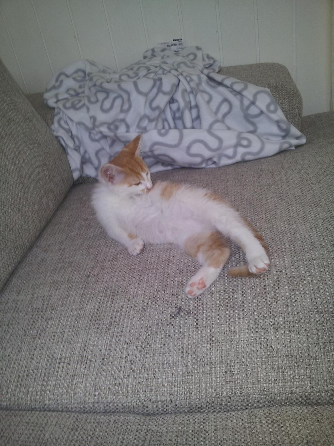 Huskat Fabian billede 8