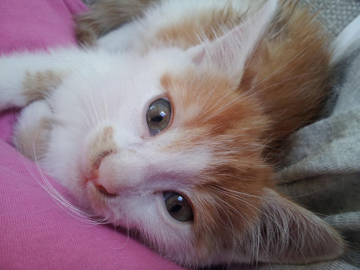 Huskat Fabian billede 9