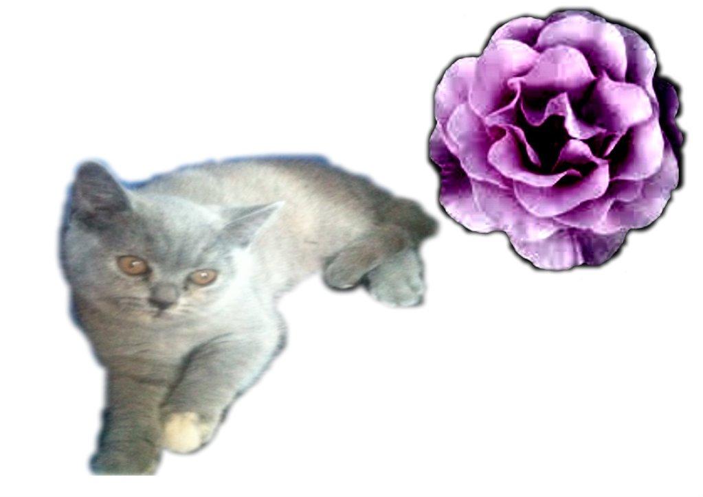 British Shorthair Nora - Min lille skønhed <3 billede 6