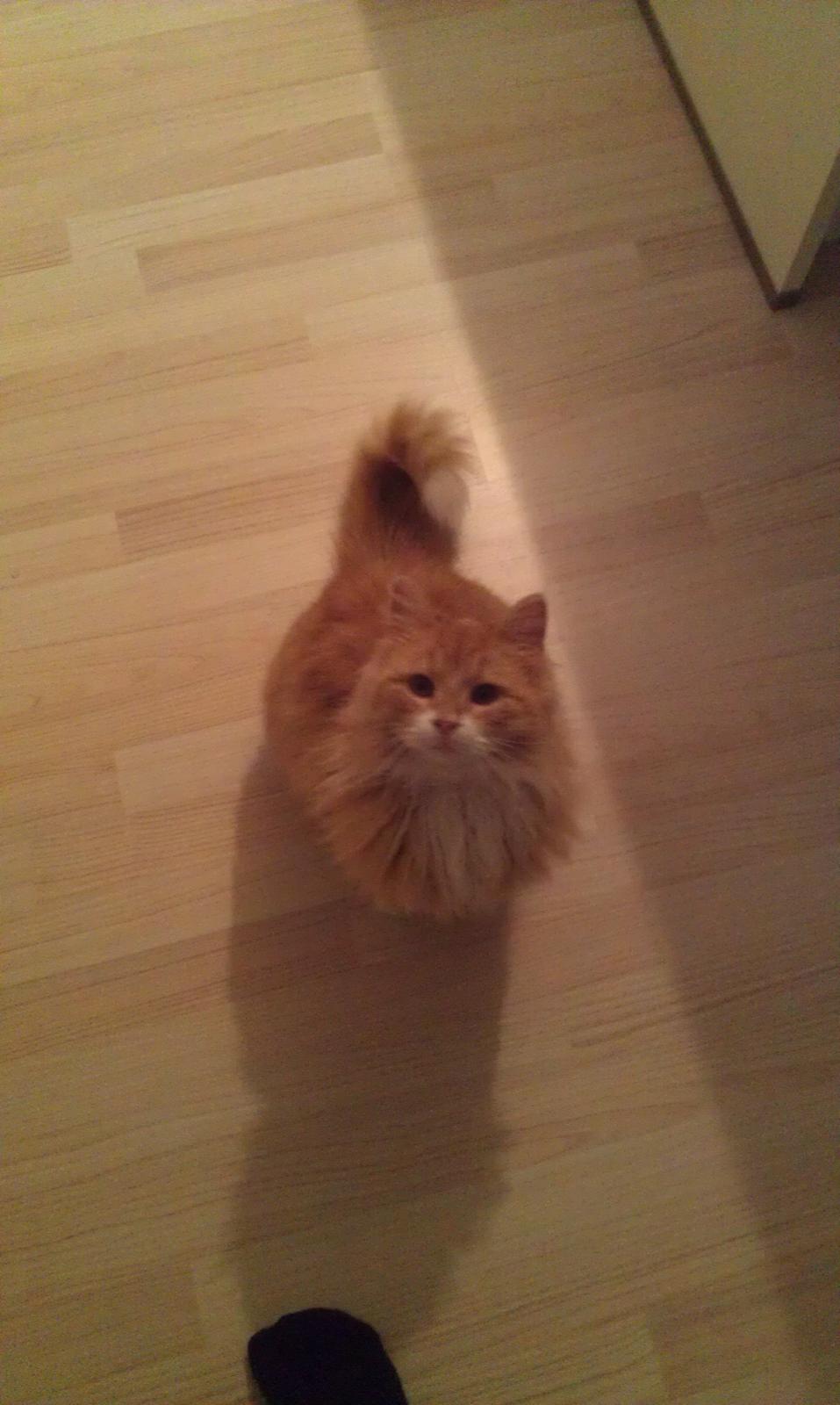 Huskat Sofus - Jeg vil godt have mad, nuuuu...! billede 6