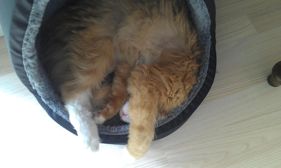 Huskat Sofus billede 7