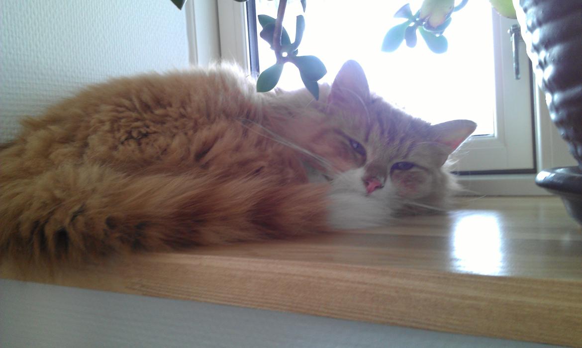 Huskat Sofus billede 8