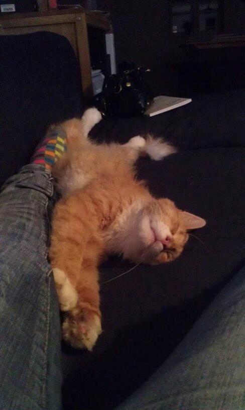 Huskat Sofus billede 9