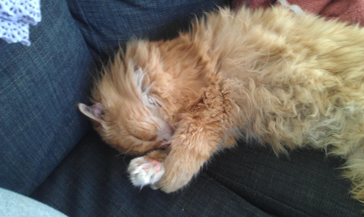 Huskat Sofus billede 10