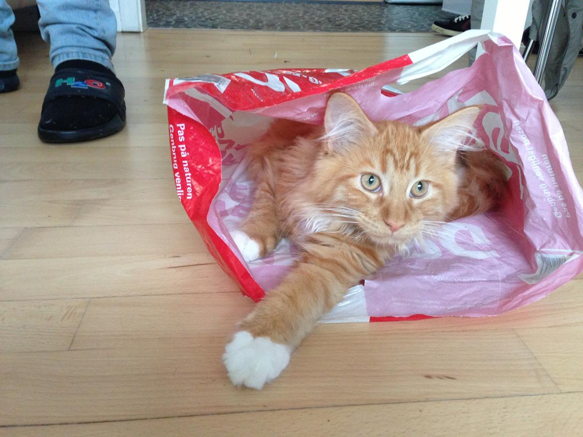 Maine Coon Winnie billede 1