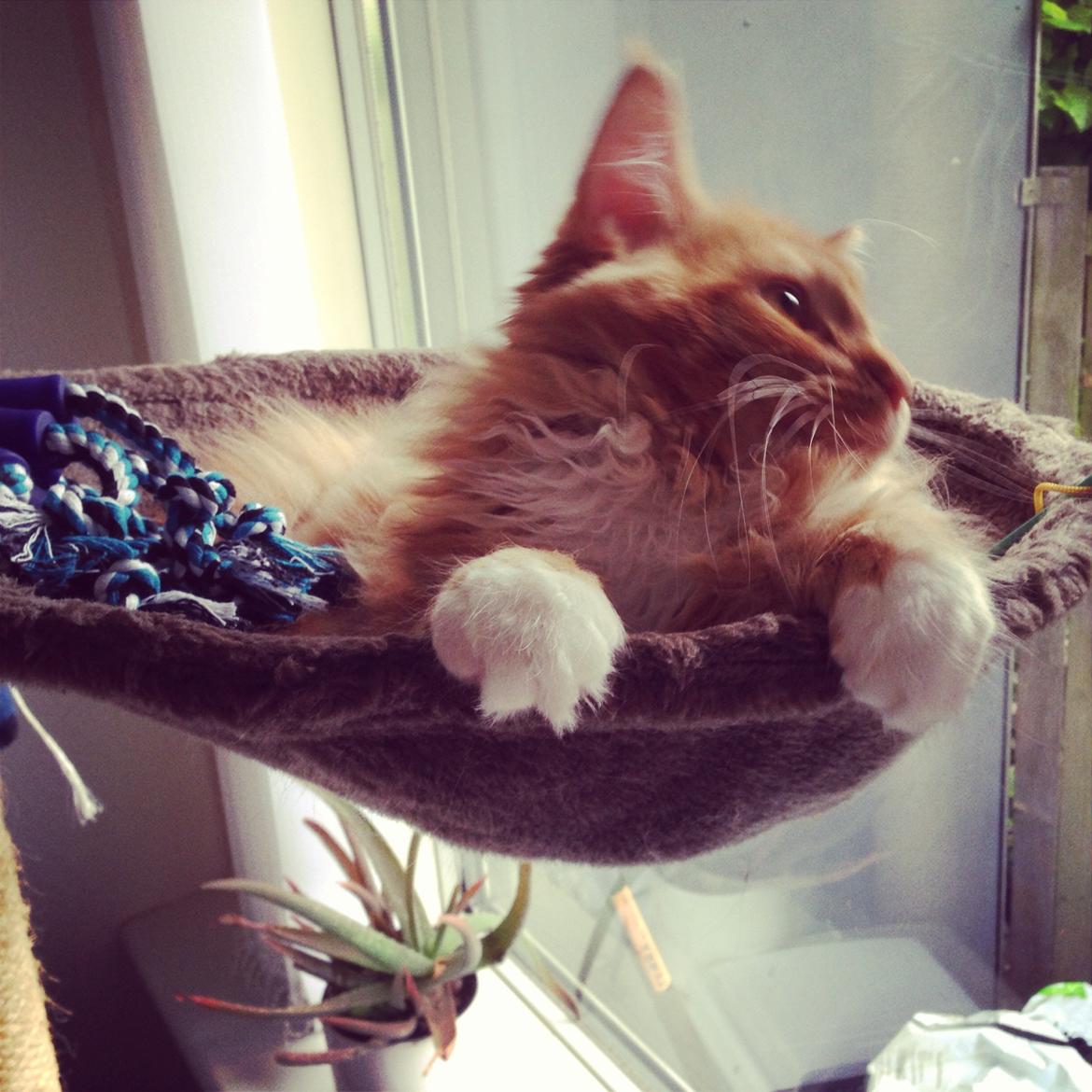 Maine Coon Winnie billede 3