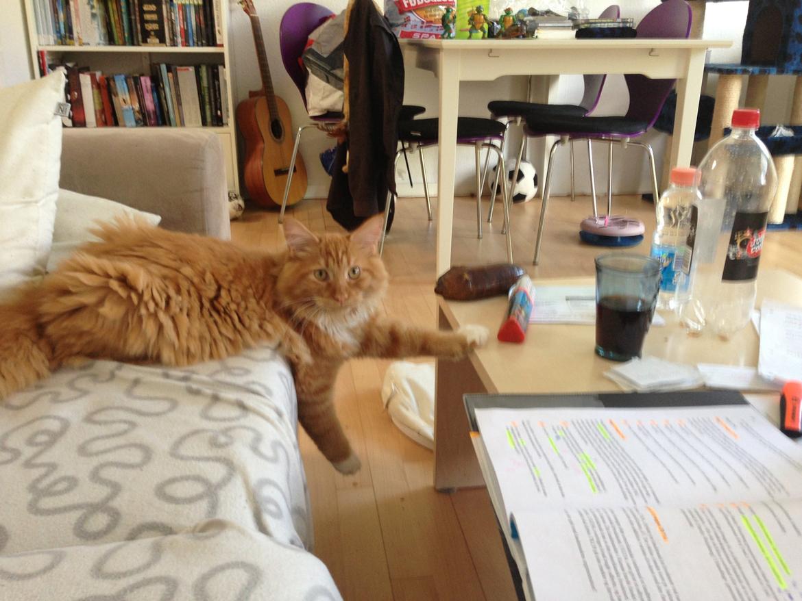 Maine Coon Winnie billede 4