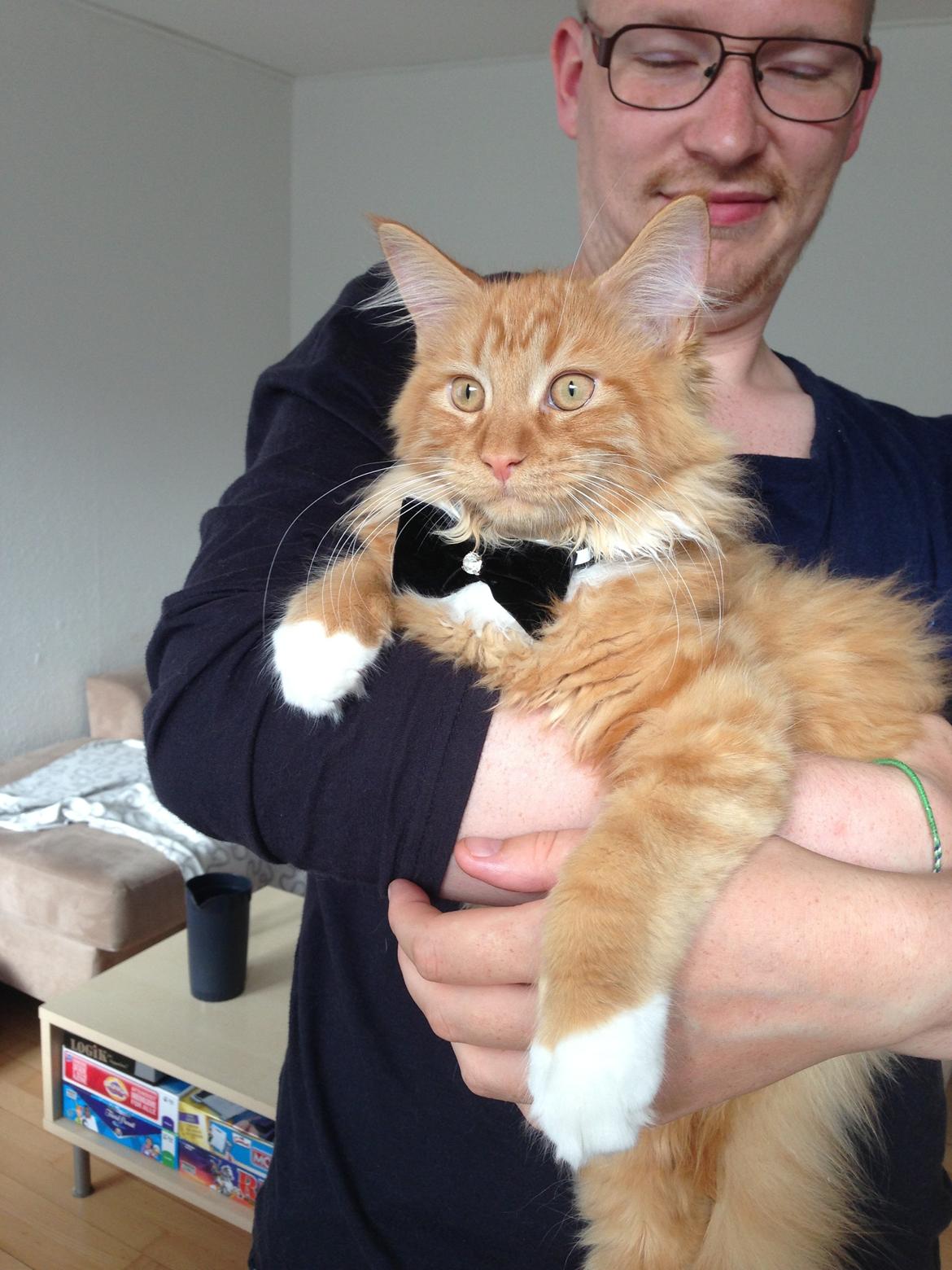 Maine Coon Winnie billede 5