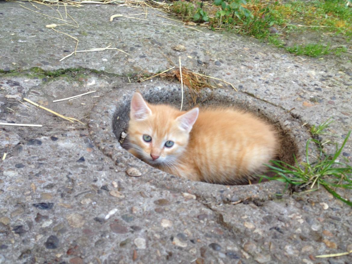 Huskat Volvo billede 3