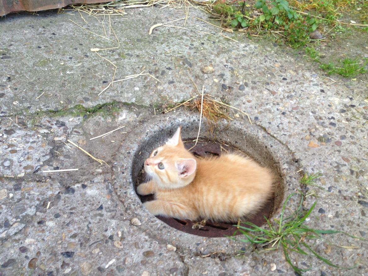 Huskat Volvo billede 4