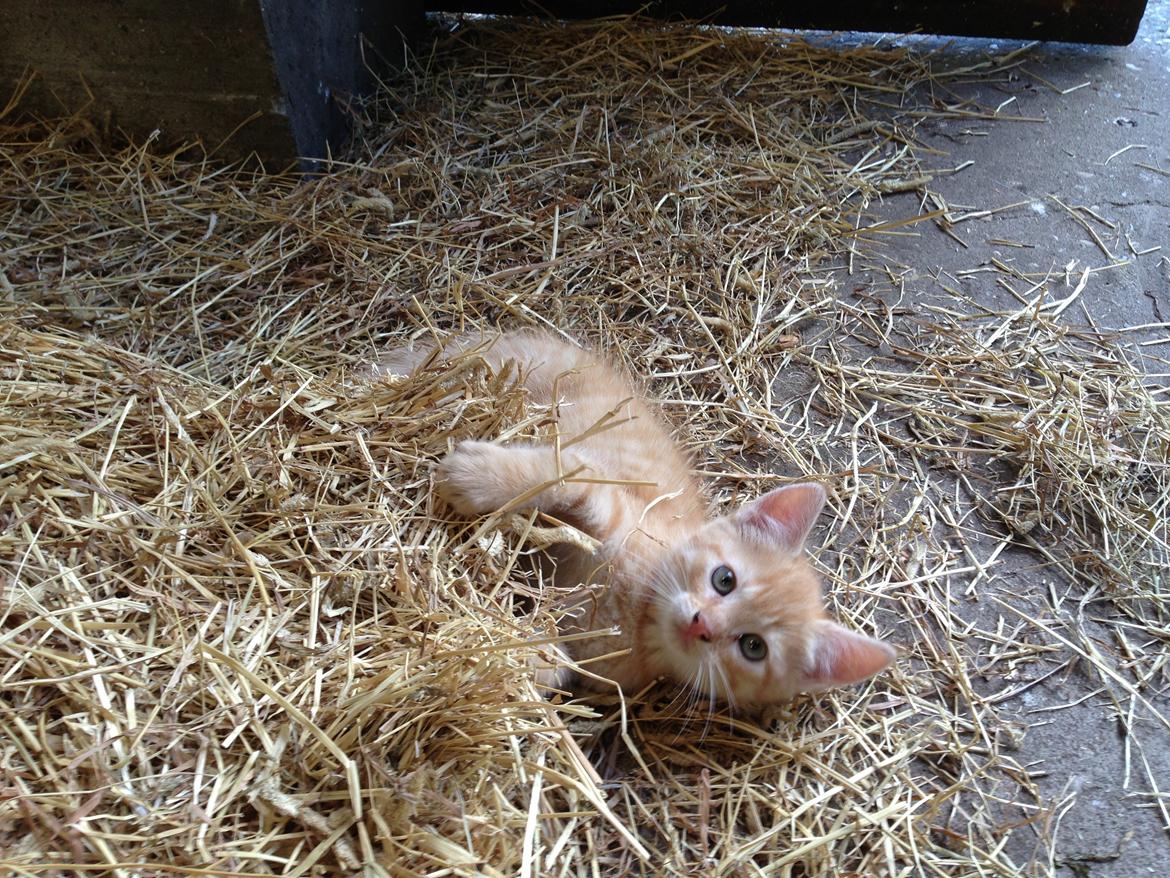 Huskat Volvo billede 5