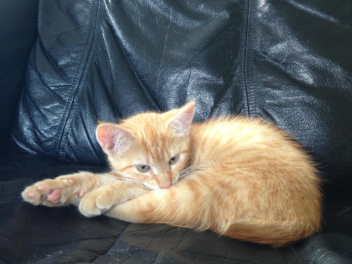 Huskat Volvo billede 6