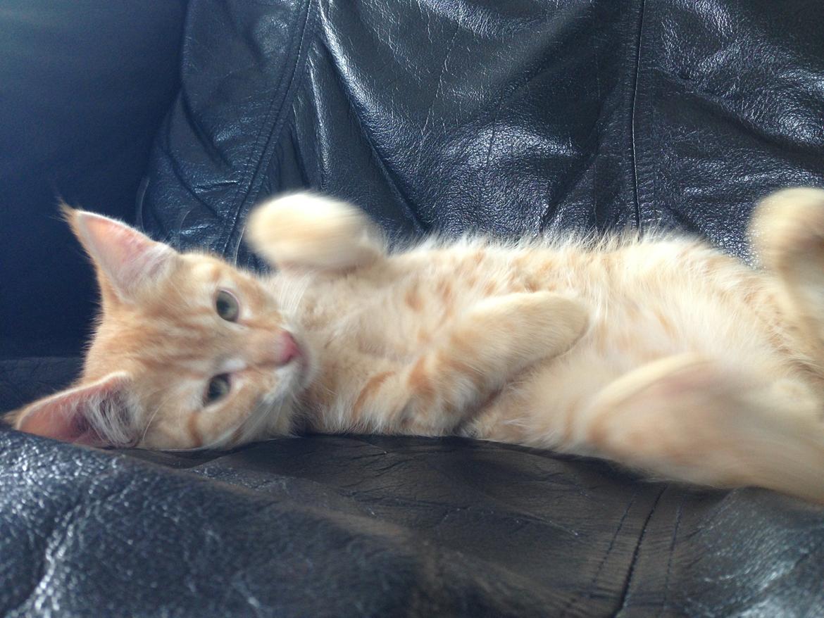 Huskat Volvo billede 7