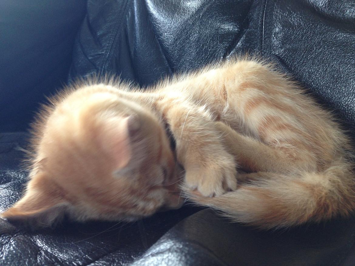 Huskat Volvo billede 8