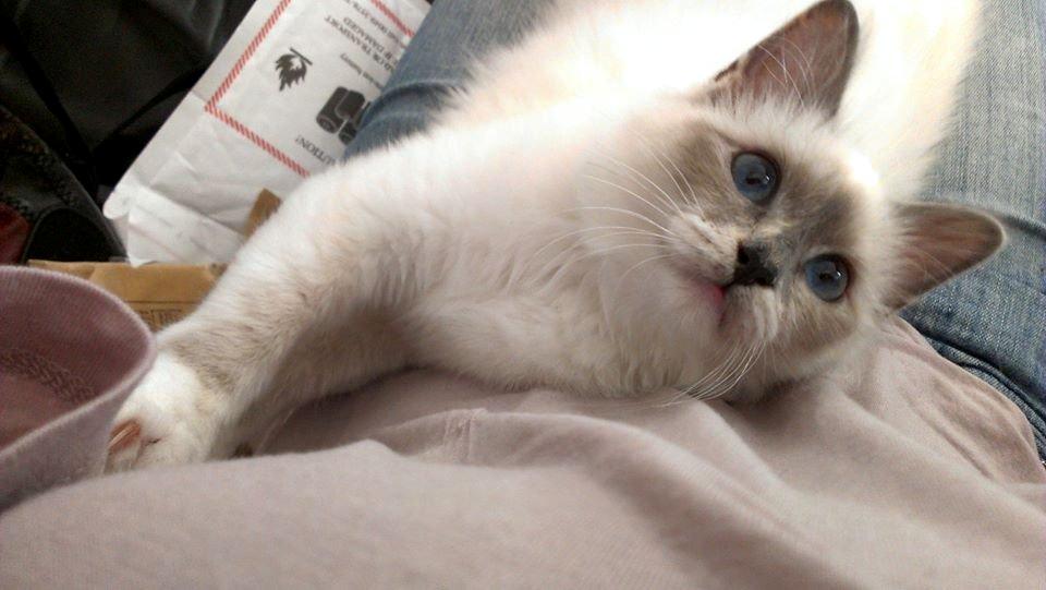 Hellig Birma Monroe billede 12