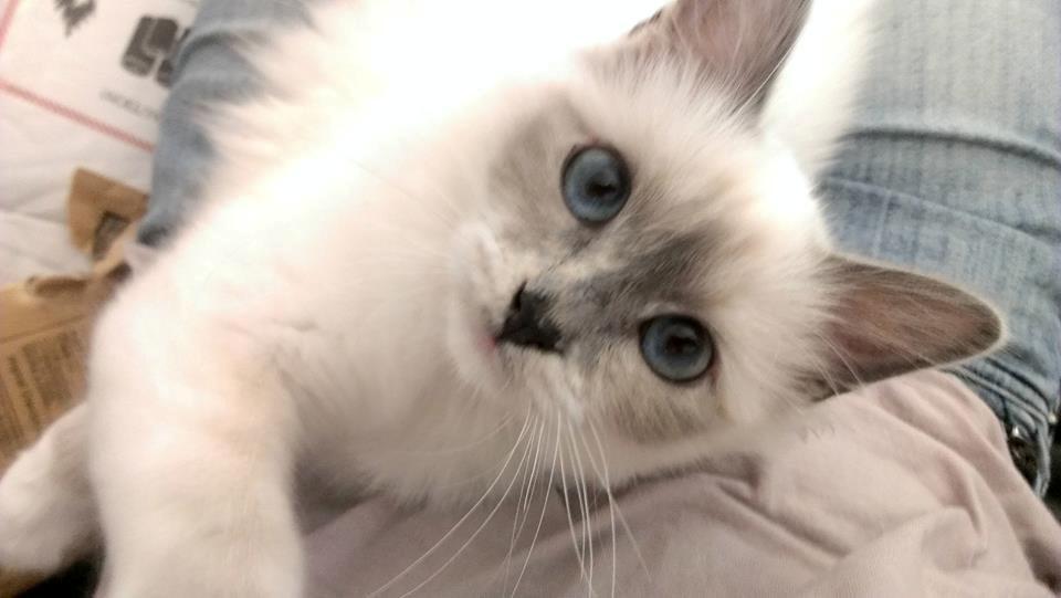 Hellig Birma Monroe billede 21