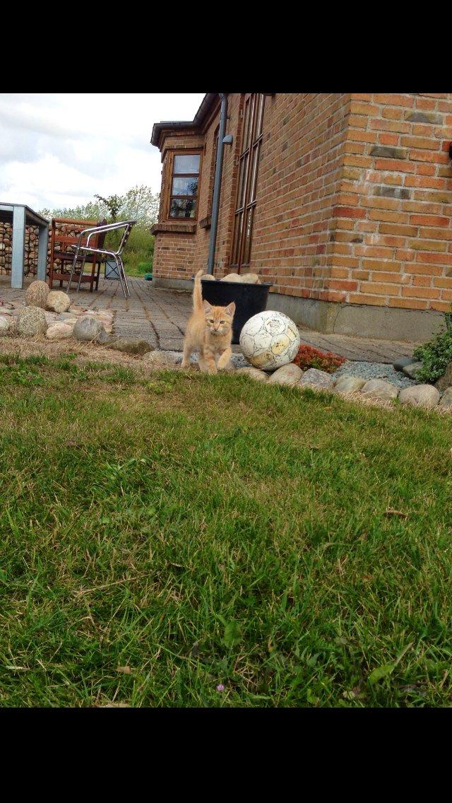 Huskat Volvo billede 2