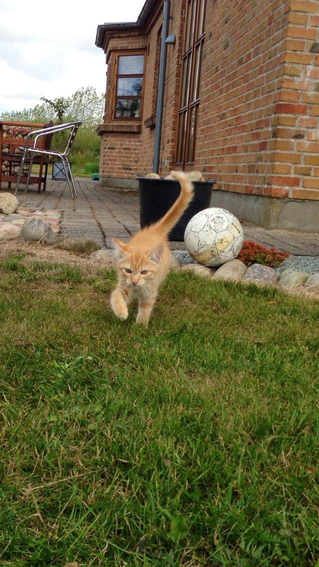 Huskat Volvo billede 1