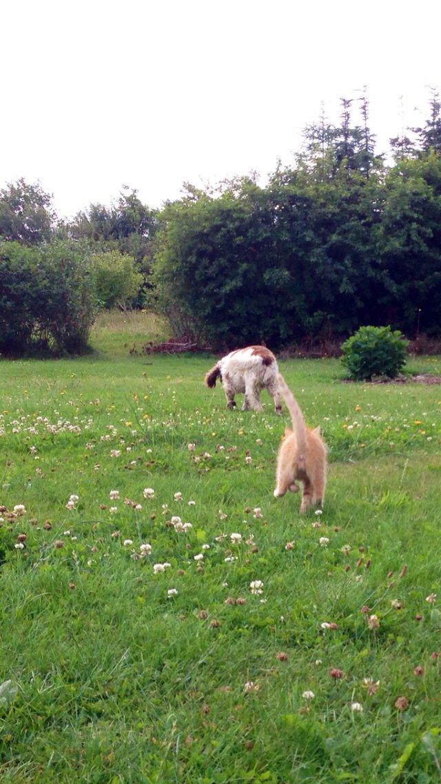 Huskat Volvo billede 9