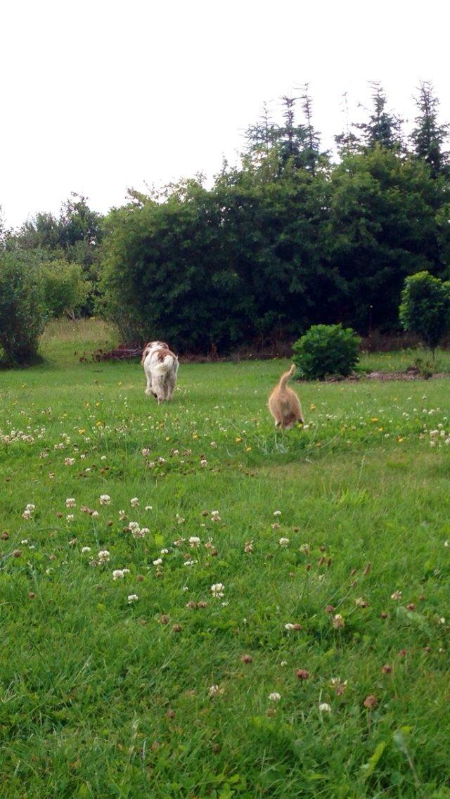 Huskat Volvo billede 10