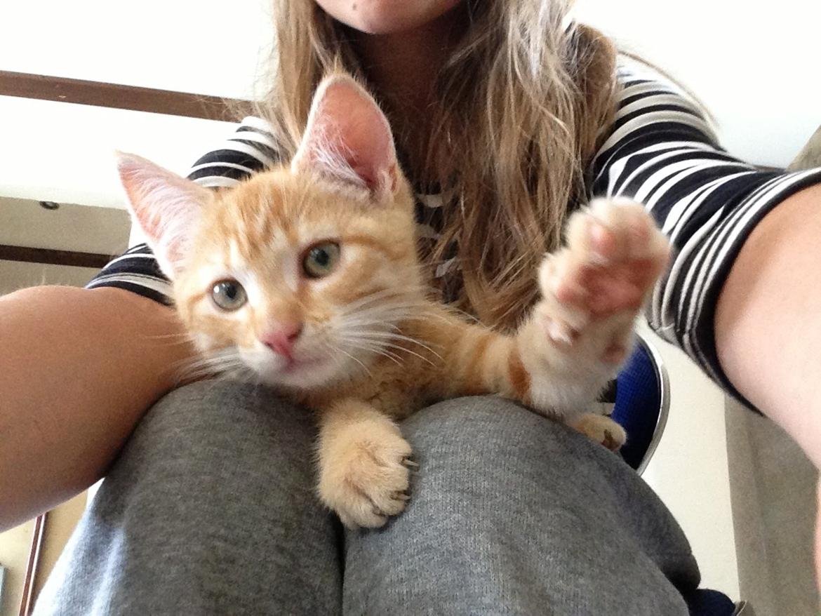 Huskat Volvo billede 11