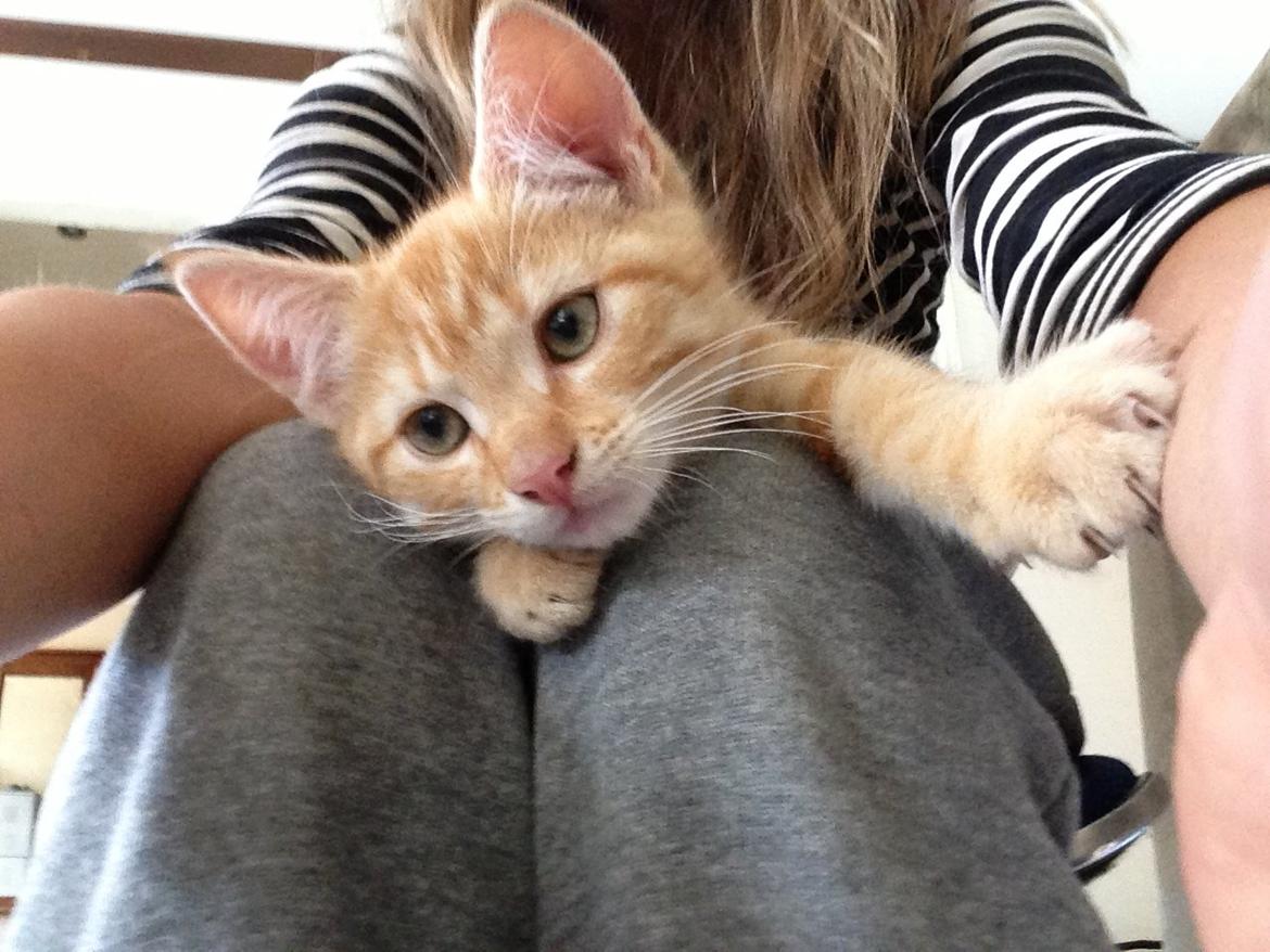 Huskat Volvo billede 12