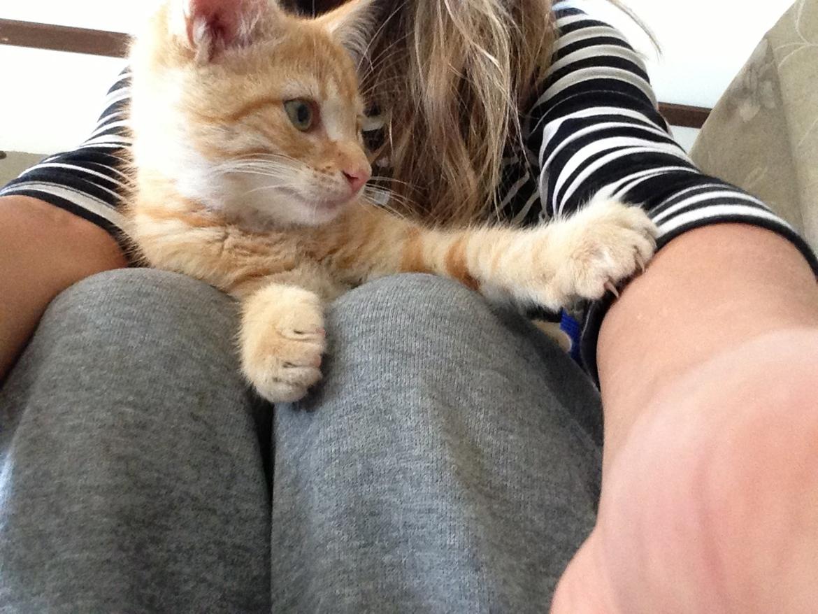 Huskat Volvo billede 13