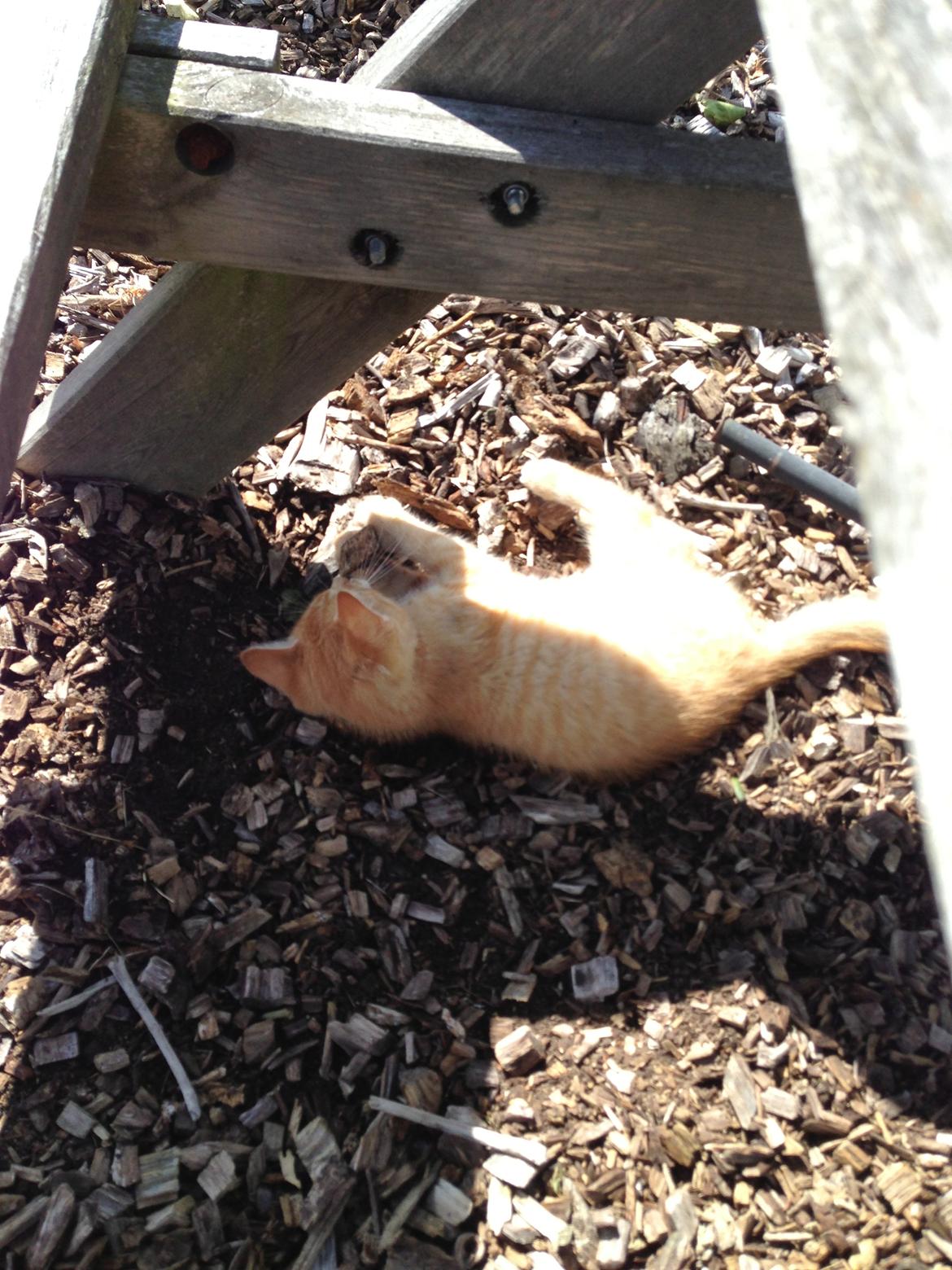 Huskat Volvo billede 14