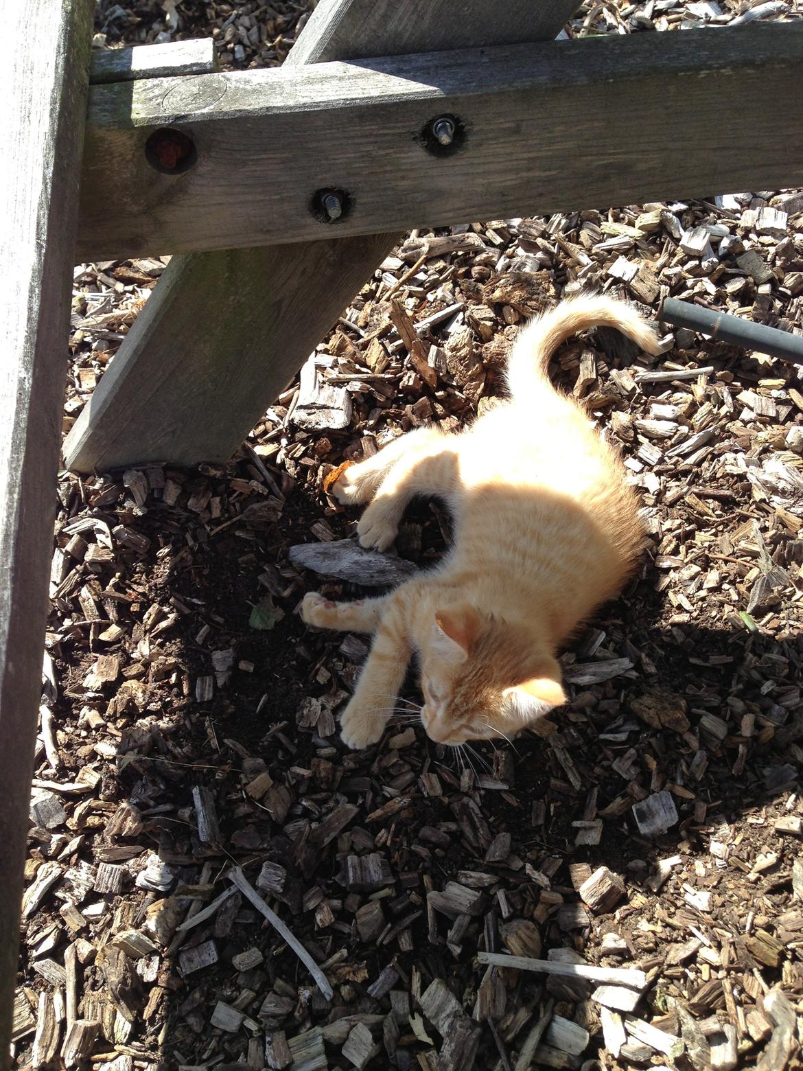 Huskat Volvo billede 15