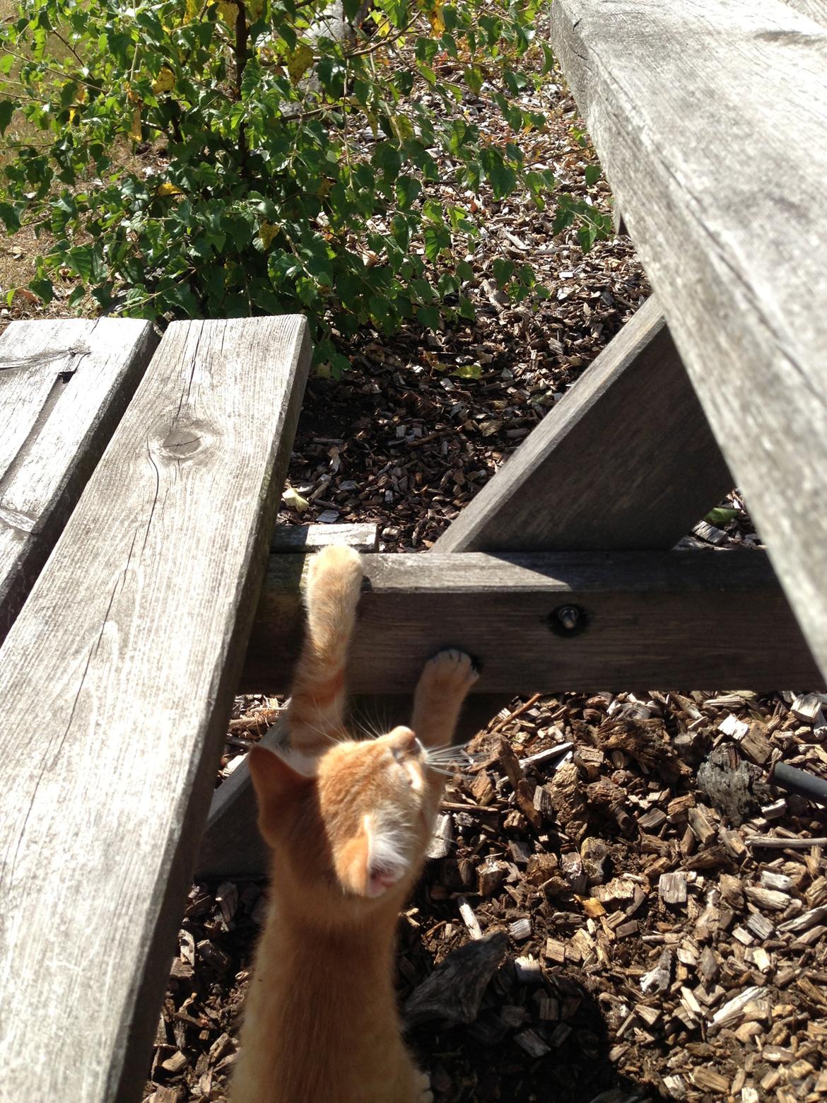 Huskat Volvo billede 16