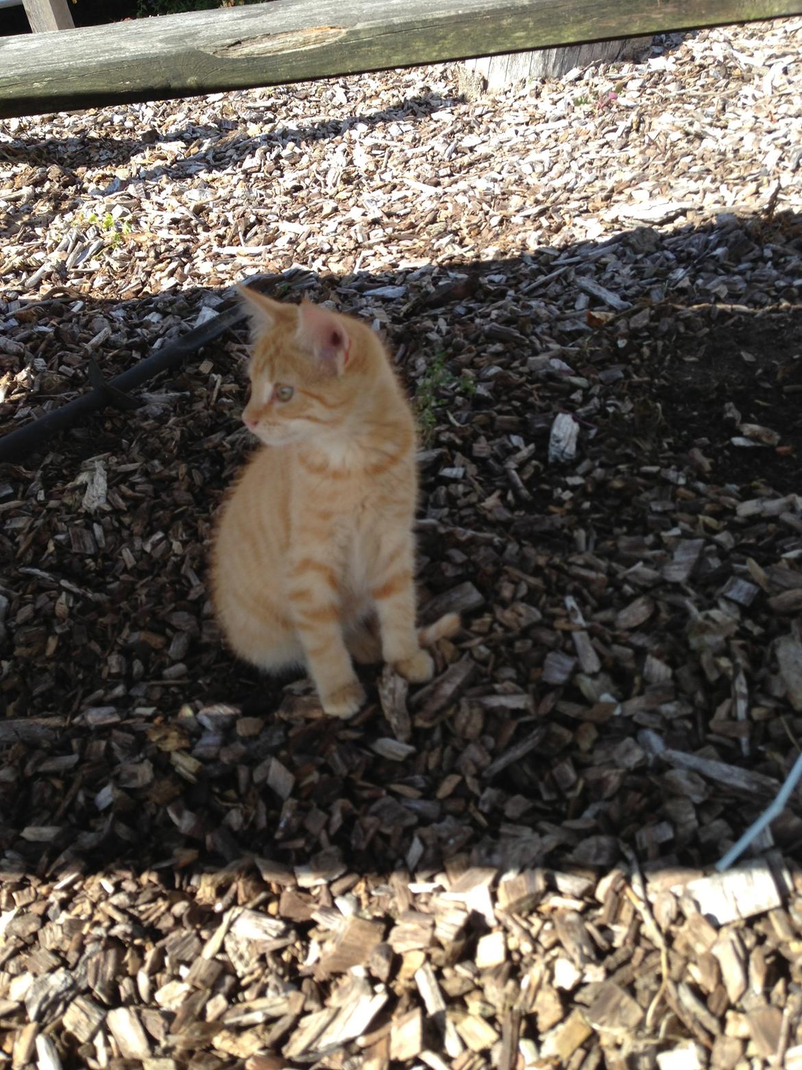 Huskat Volvo billede 17