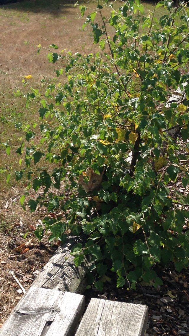 Huskat Volvo billede 20