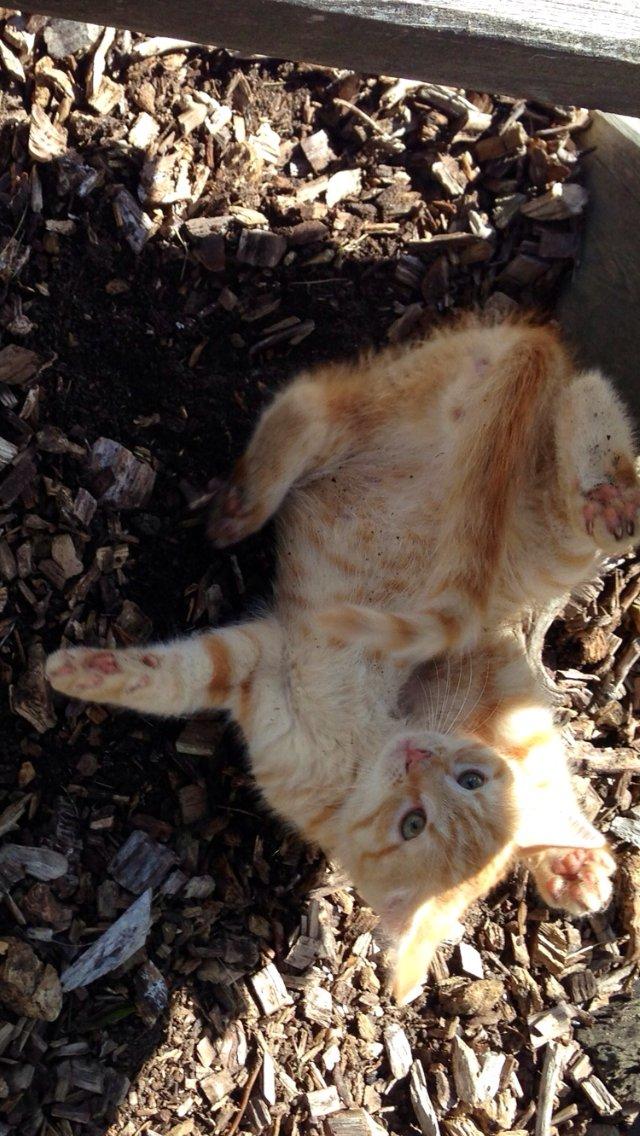 Huskat Volvo billede 18