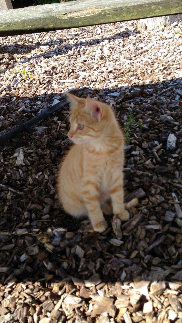 Huskat Volvo billede 19