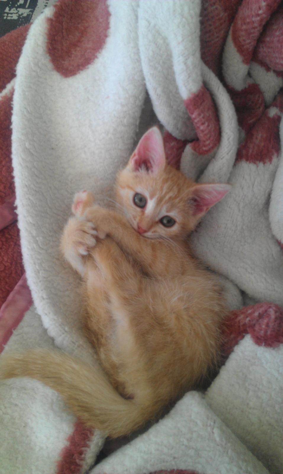 Huskat Sofie - Sådan kan man også ligge og gøre sig til, den lille charmetrold <3 billede 6