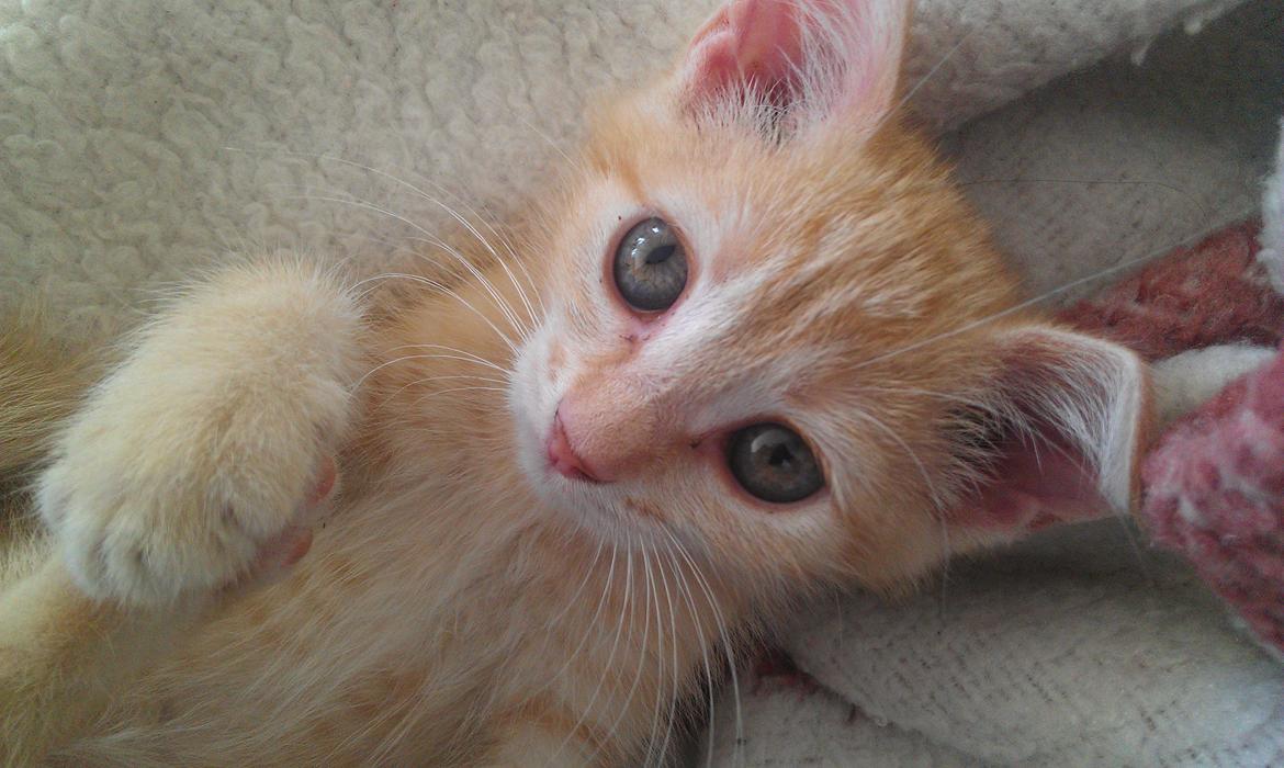 Huskat Sofie - Er jeg ikke bare sød? :) billede 7