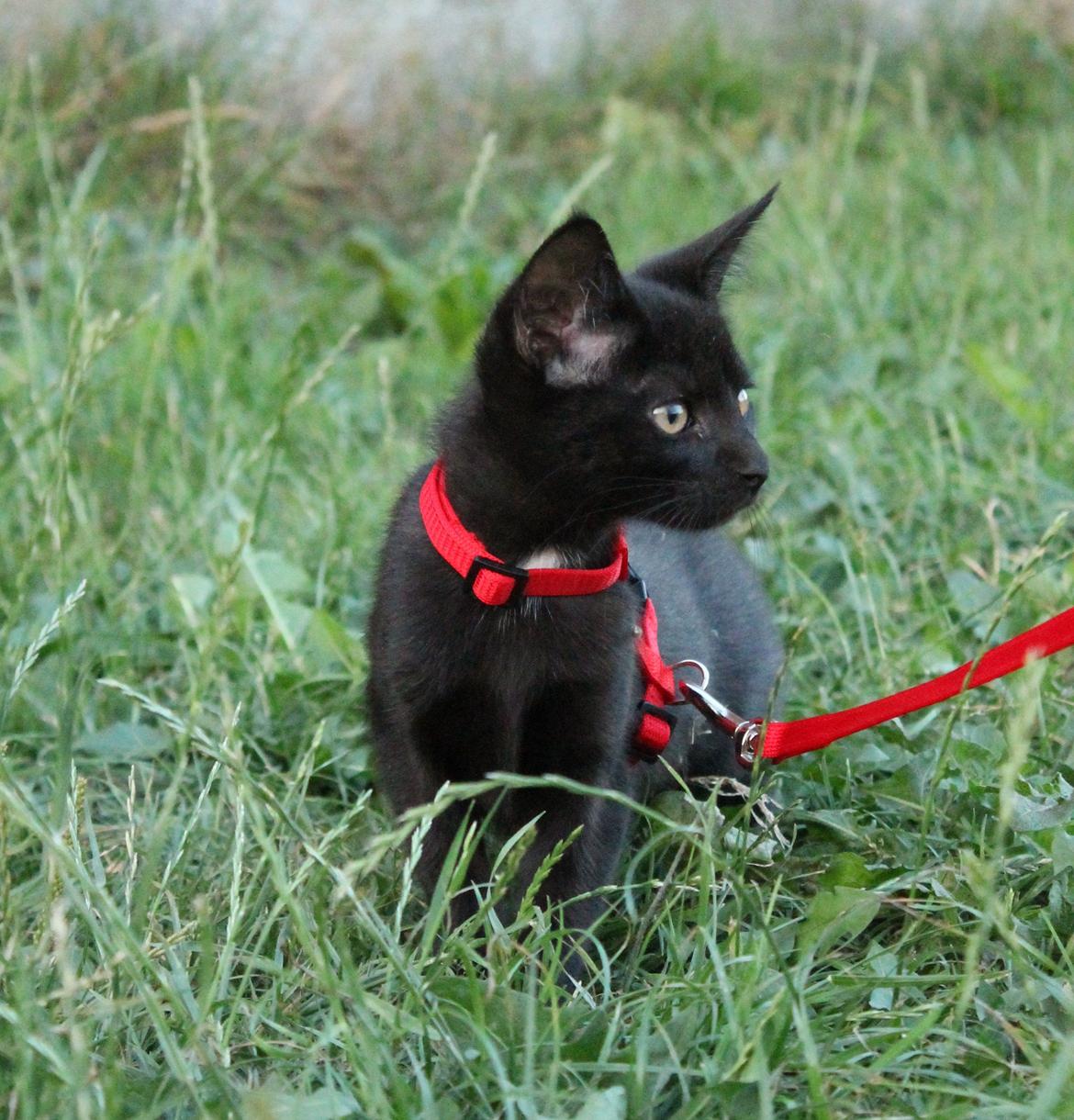 Huskat Nox - 09-08-2013 billede 2