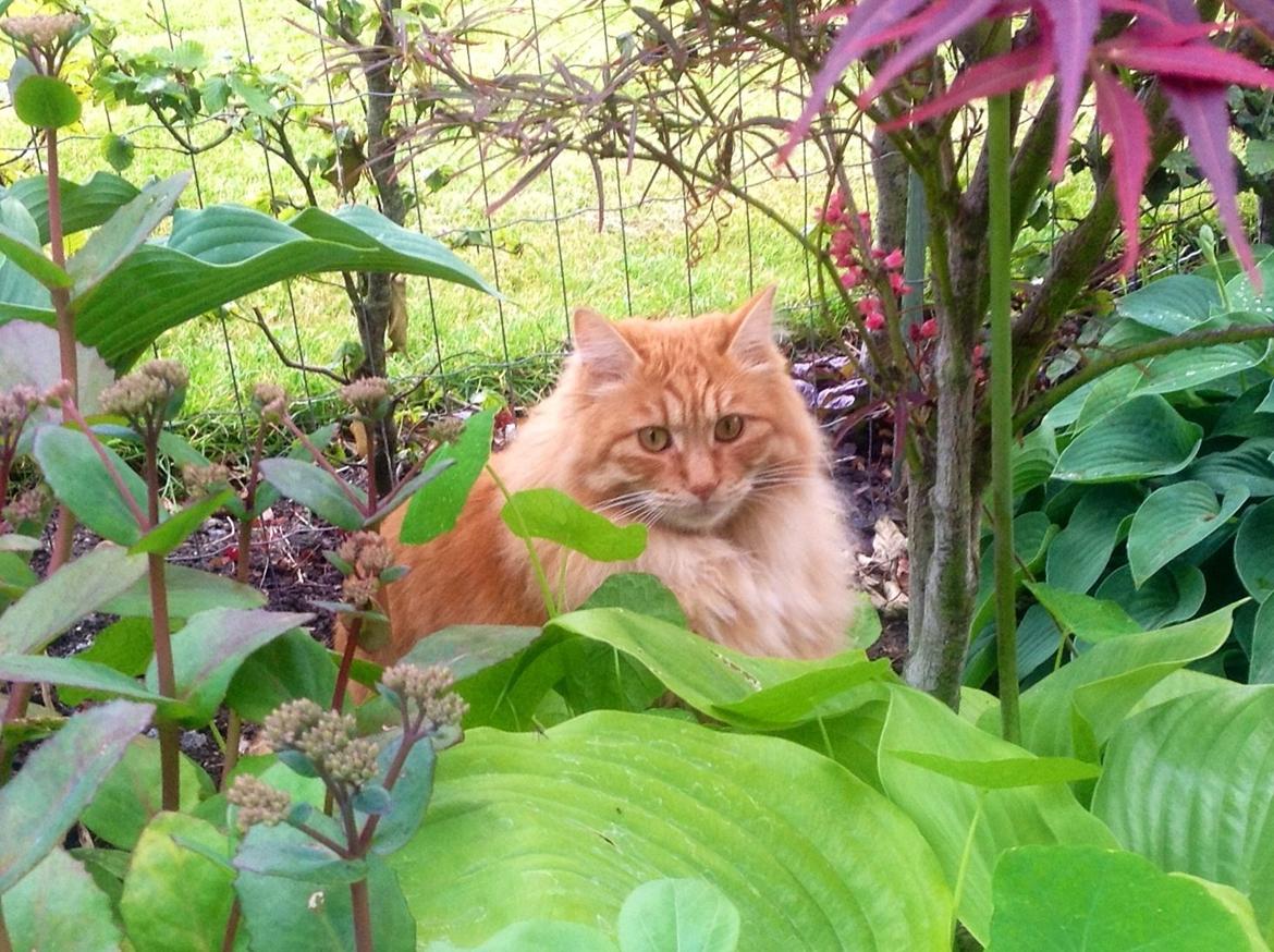Kurilean Bobtail Pumelle´s Thomas O´Malley = Røde billede 10