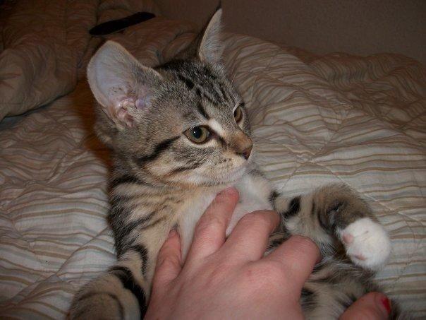 Blanding af racer Nel. billede 2