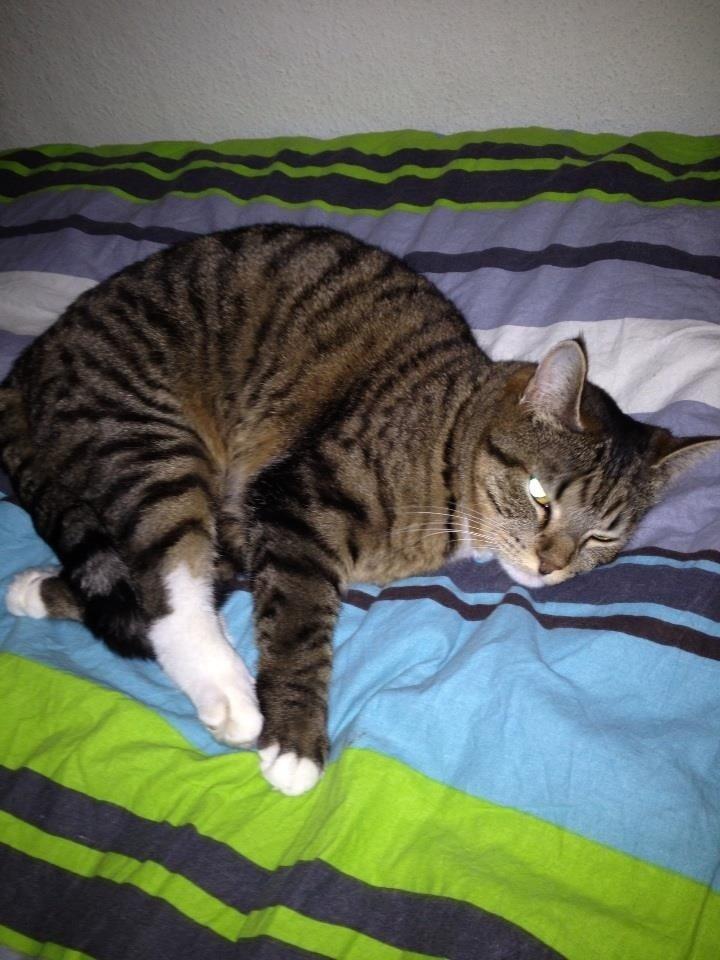 Blanding af racer Nel. billede 3