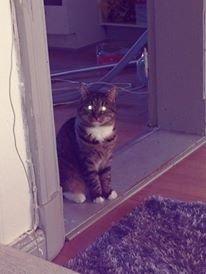 Blanding af racer Nel. billede 4