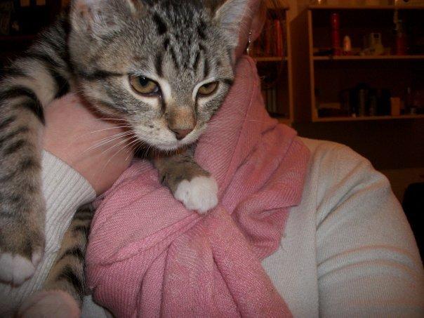 Blanding af racer Nel. billede 5