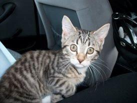 Blanding af racer Nel. billede 8