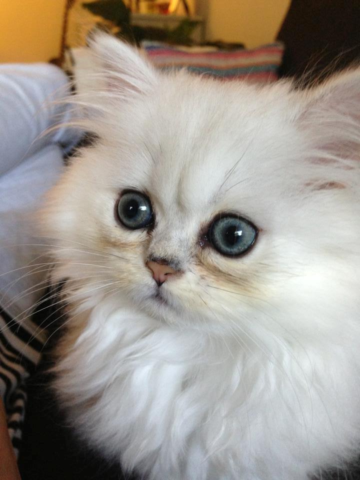 Perser Baron Bright Bently Beauperfield DK - 1 uge gammel. Stadigvæk med blå øjne :) billede 13