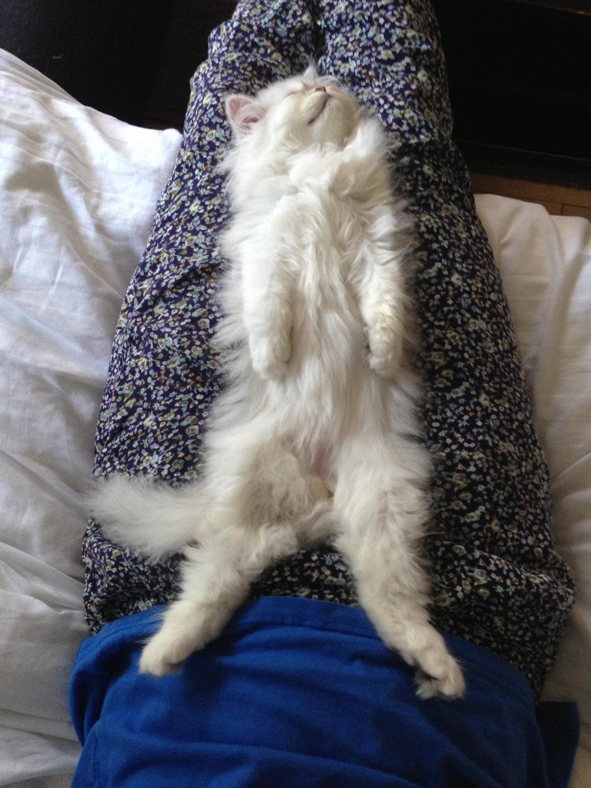 Perser Baron Bright Bently Beauperfield DK - Milan sover.. ZzzzZZ :P billede 9