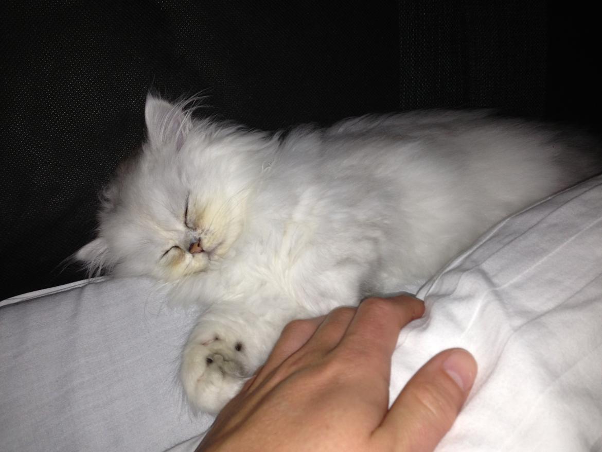 Perser Baron Bright Bently Beauperfield DK billede 14